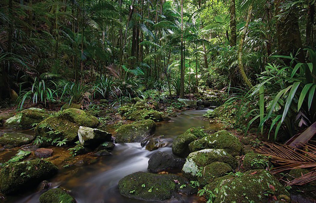 Protesters Falls Walking Track | Tweed Tourism