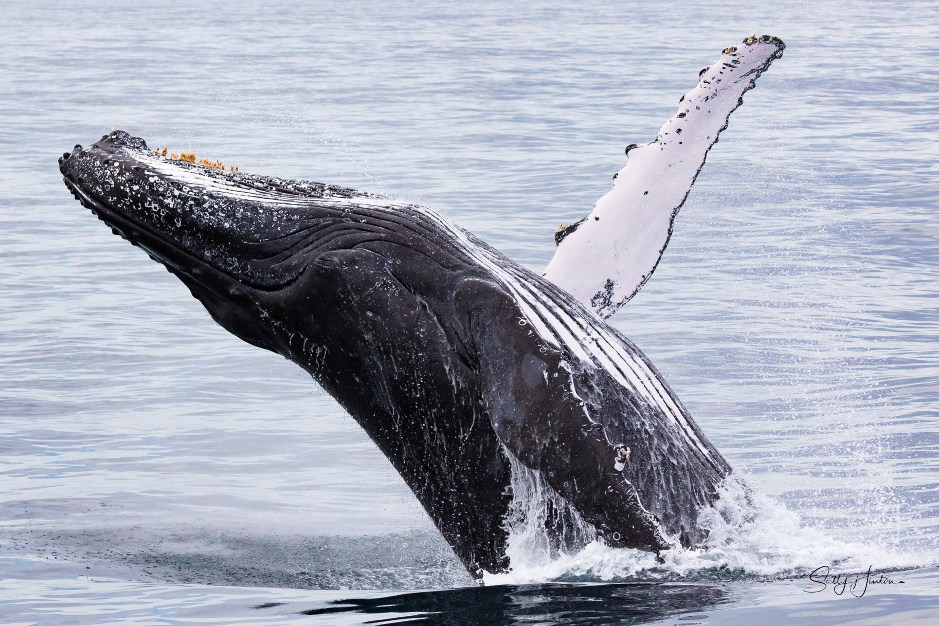 Coolangatta whale watch nsw discover voucher