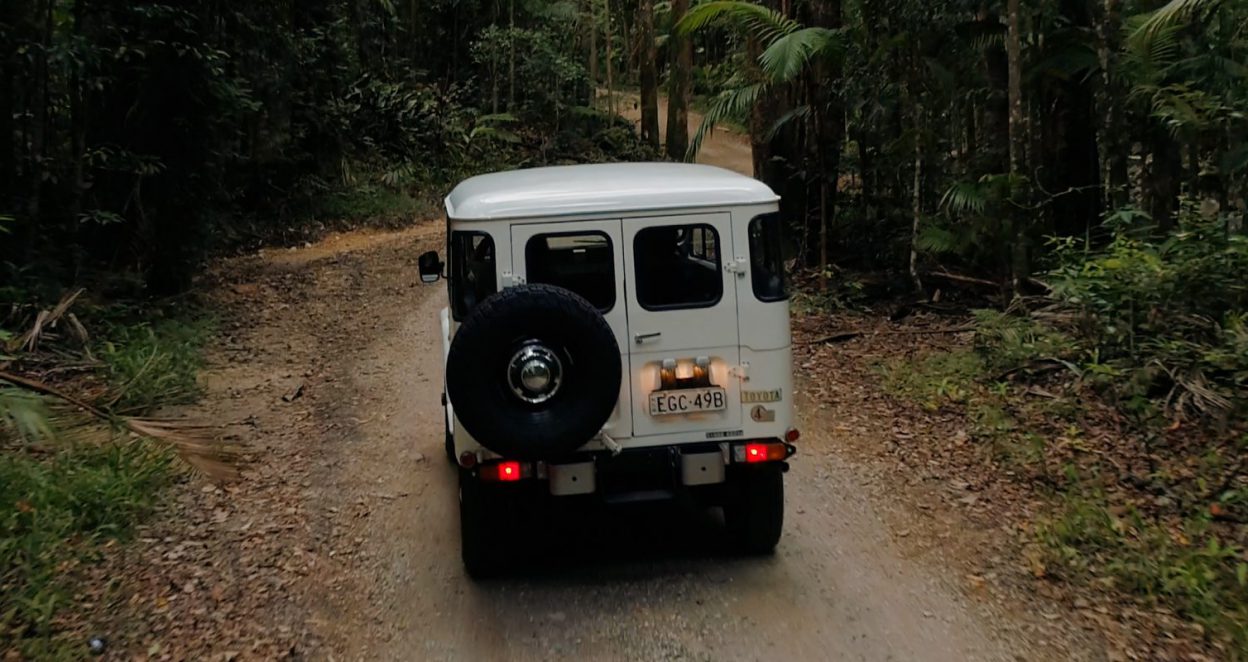 car driving through rainforest