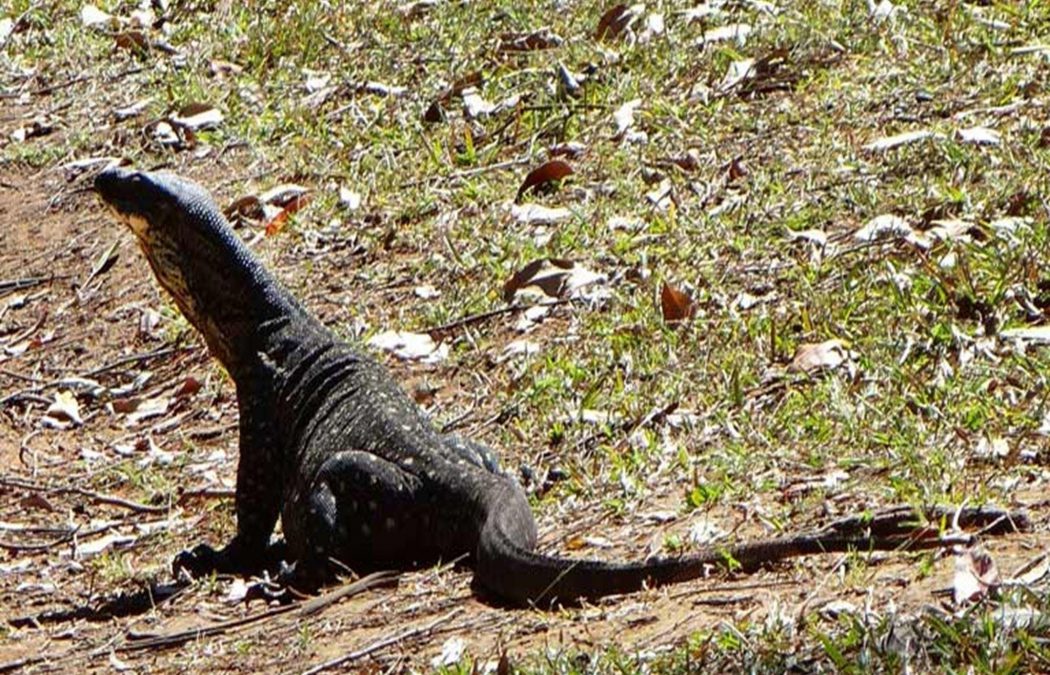 Cutters Camp campground Tweed Tourism