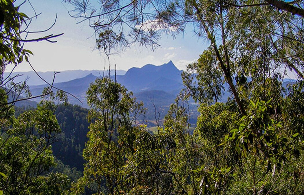 wollumbin-np-06_ye8ypc0.jpg