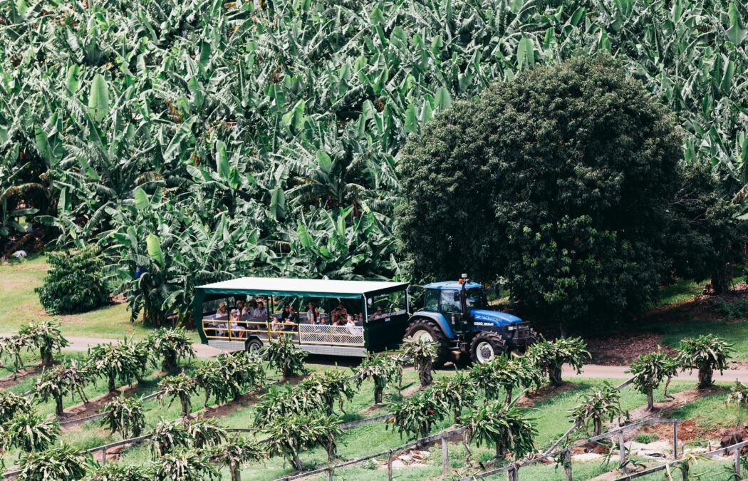 queensland tropical fruit