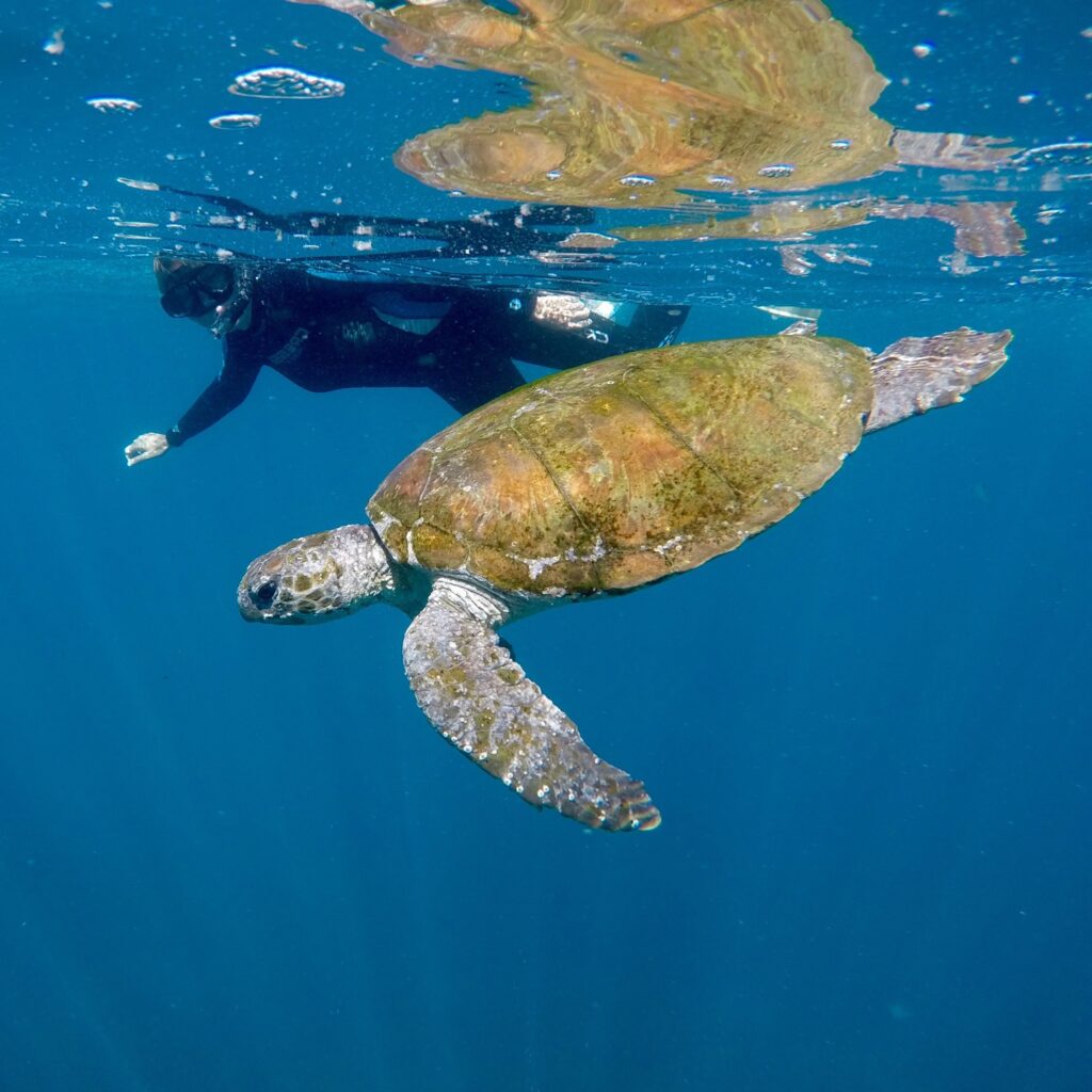 Snorkelling with turtle out on cook island