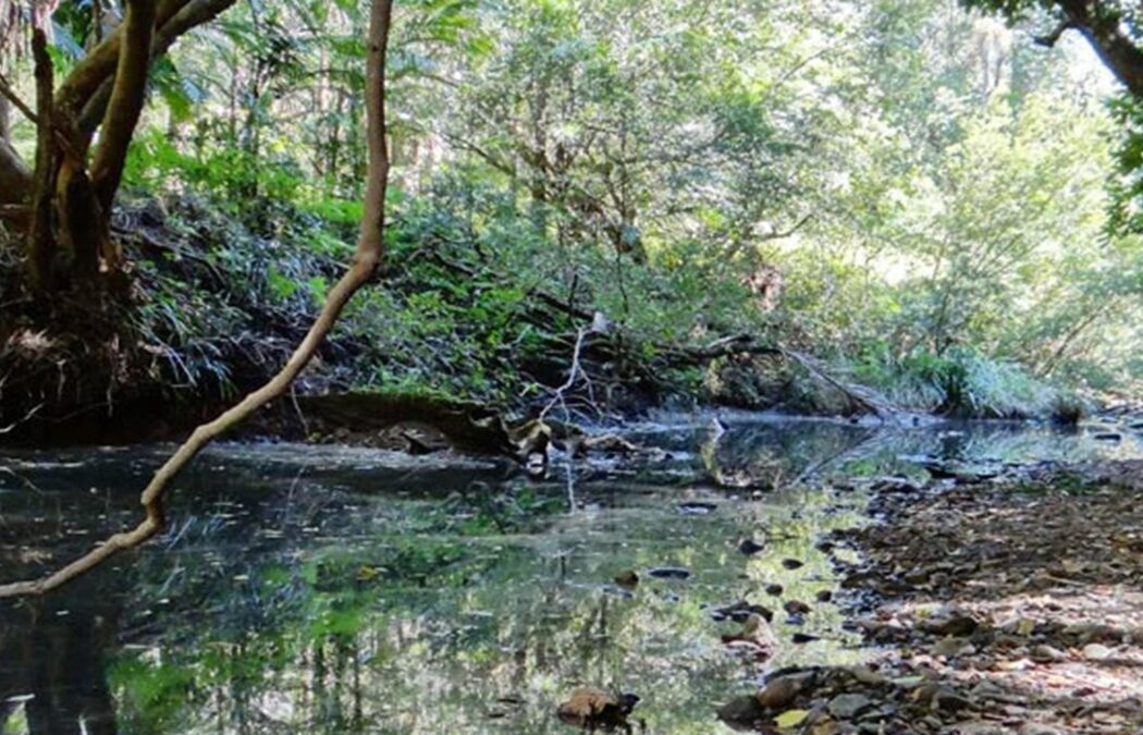 Mebbin National Park | Tweed Tourism