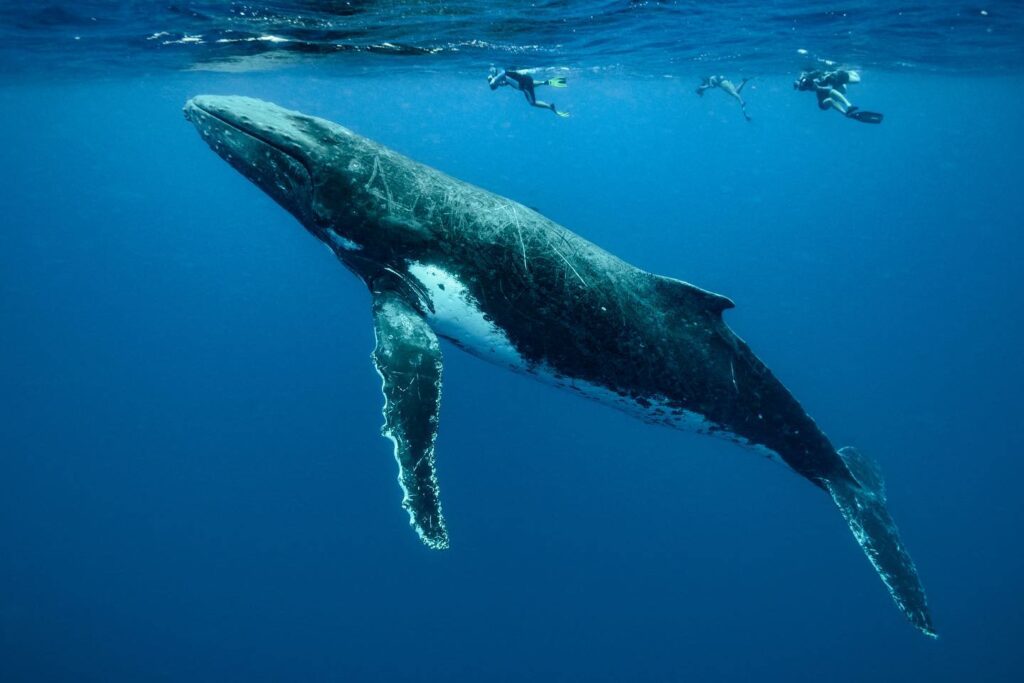 swimming with whales eco adventure tour