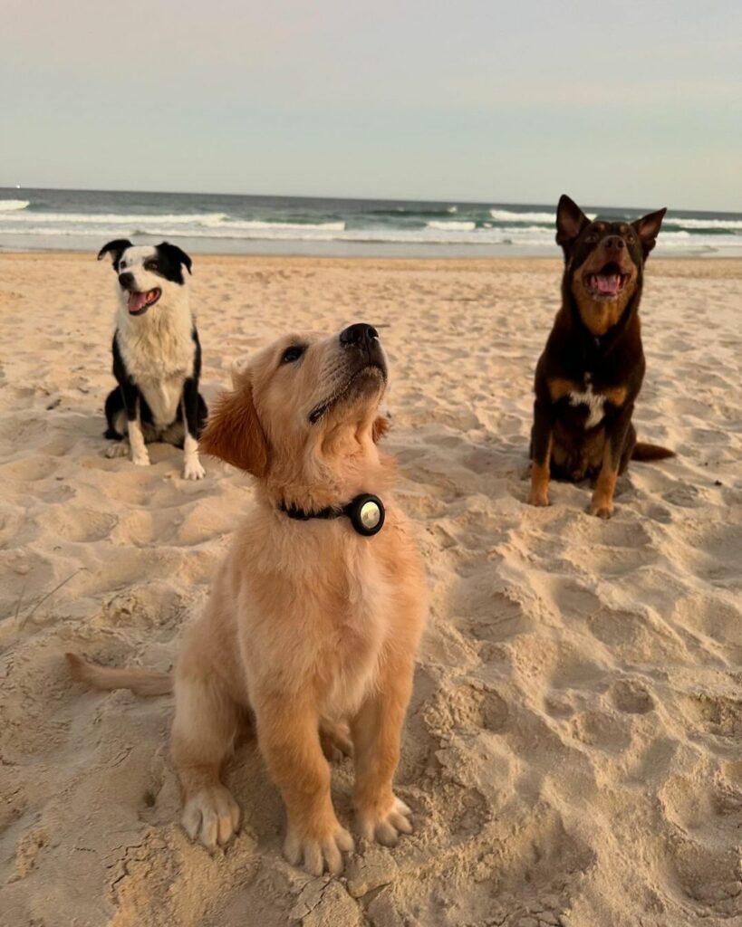 pet-friendly beaches in The Tweed