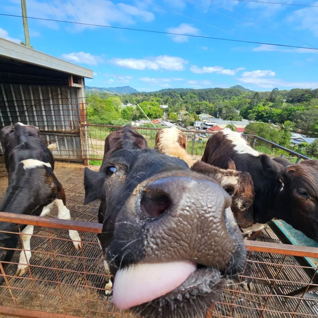 tweed valley whey farmhouse cheeses cow